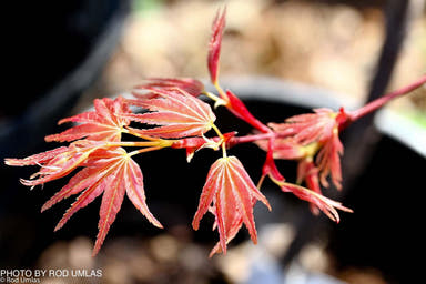 - Acer palmatum 'Akaji nishiki' Red Japanese Maple - Mr Maple │ Buy Japanese Maple Trees