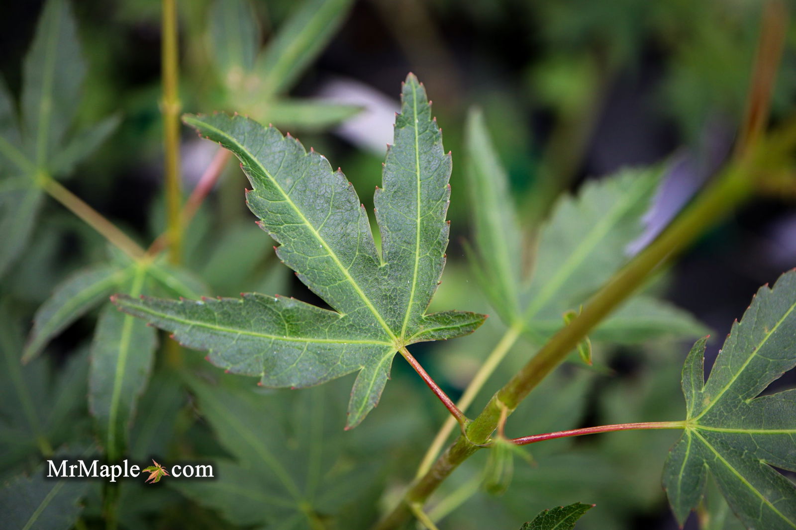 Buy Acer palmatum 'Akaji nishiki' Red Japanese Maple — Mr Maple