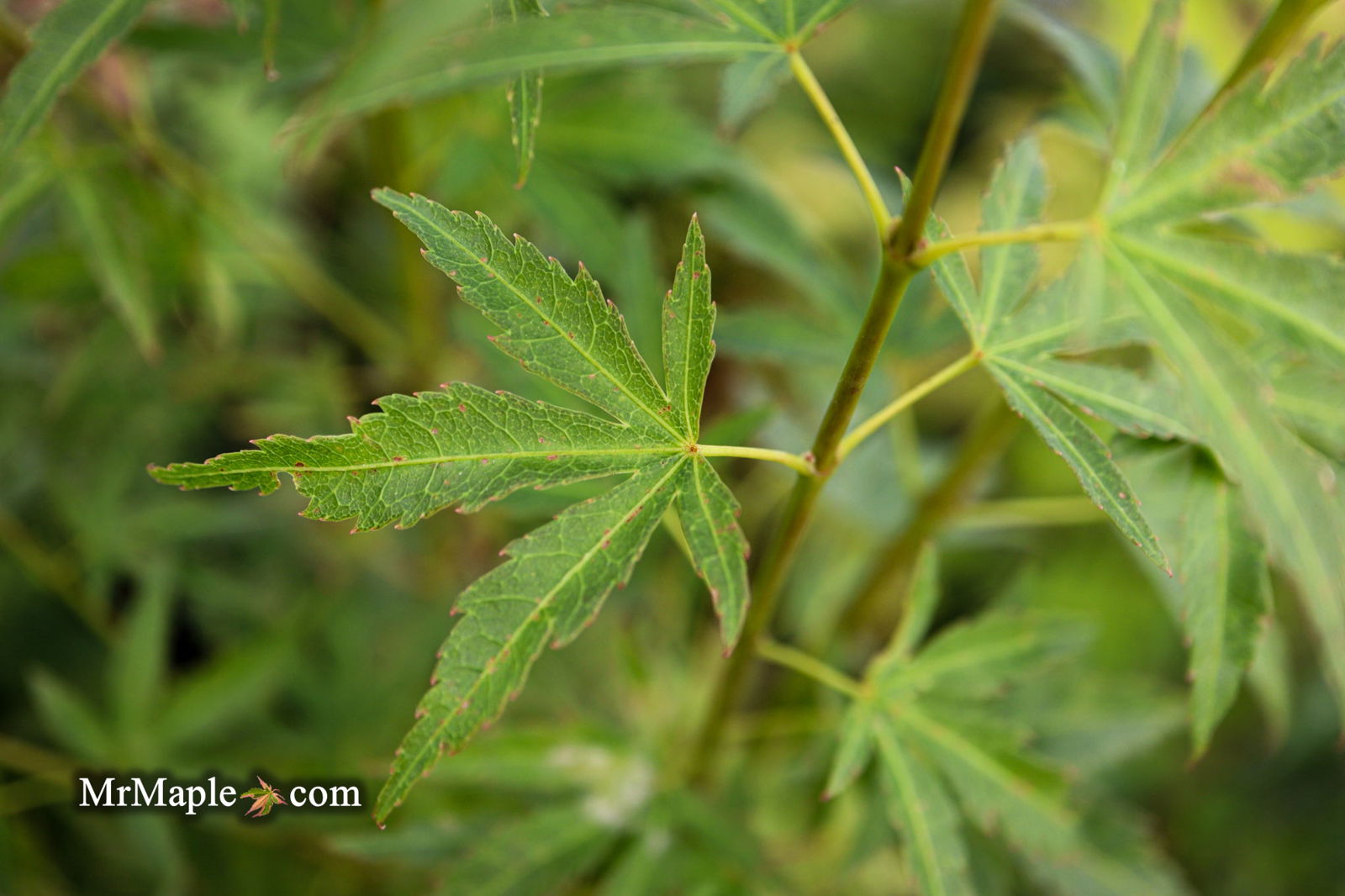 Buy Acer palmatum 'Akaji nishiki' Red Japanese Maple — Mr Maple