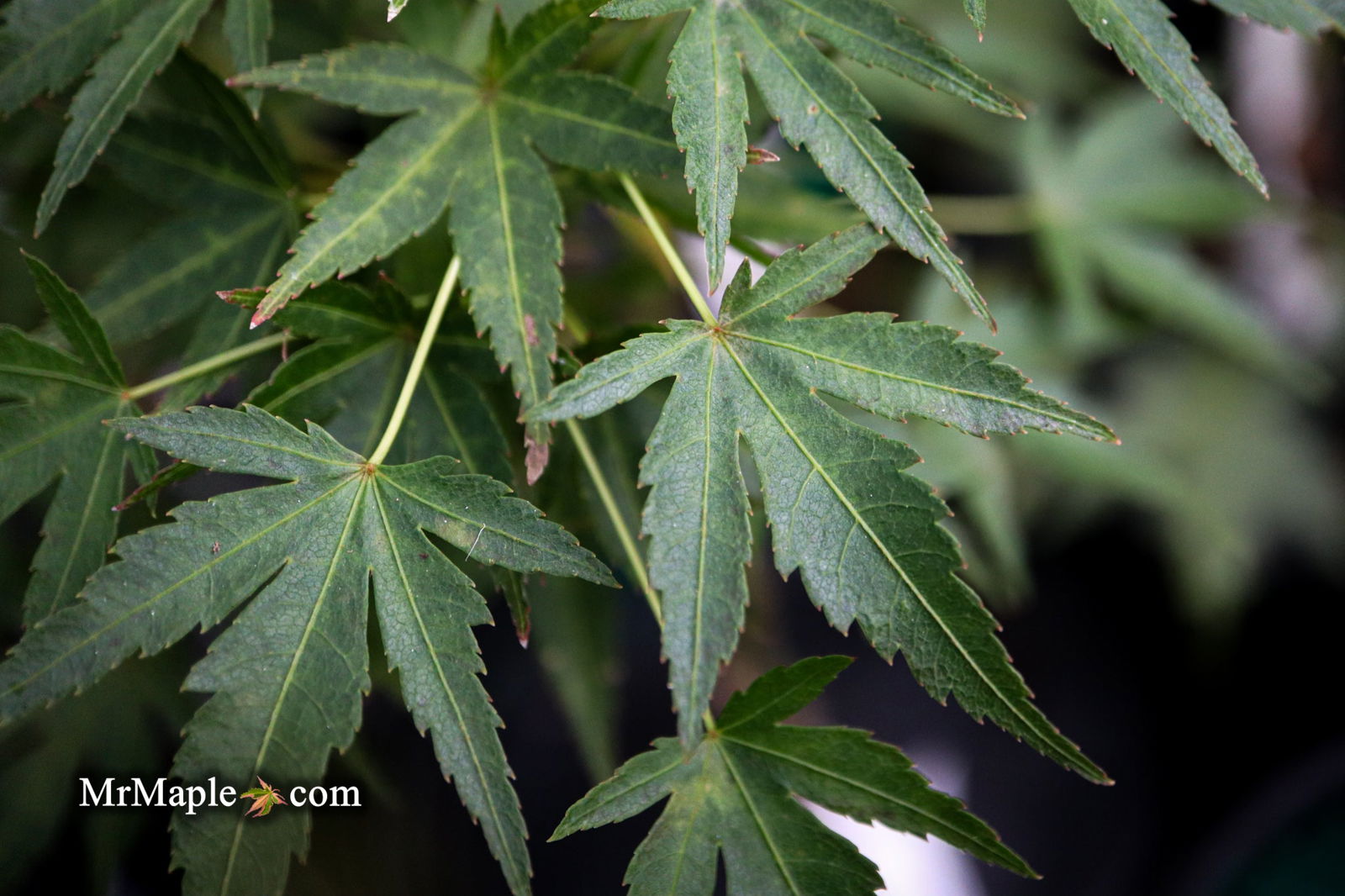 あけちゃん Buy Acer palmatum 'Akaji nishiki' Red Japanese Maple — Mr Maple