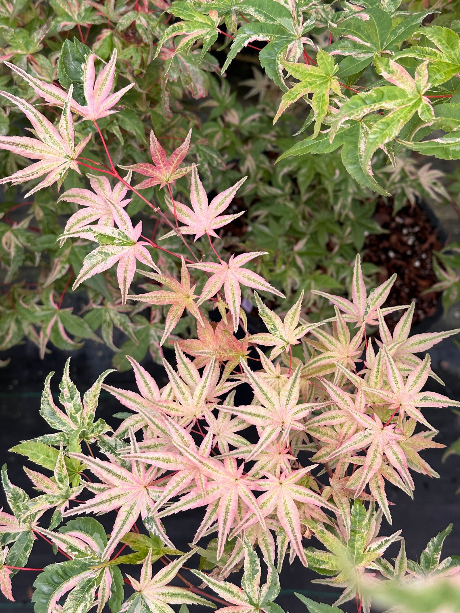 あけちゃん Buy Acer palmatum 'Akaji nishiki' Red Japanese Maple — Mr Maple