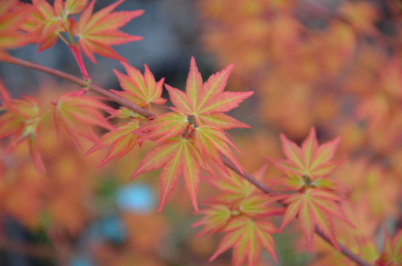 - Acer palmatum 'Akane' Spring Color Japanese Maple - Mr Maple │ Buy Japanese Maple Trees