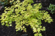 - Acer palmatum 'Akane' Spring Color Japanese Maple - Mr Maple │ Buy Japanese Maple Trees