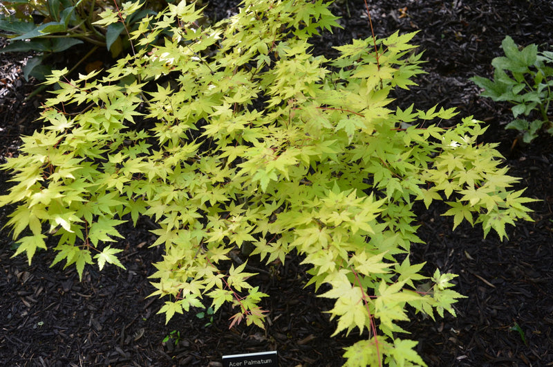- Acer palmatum 'Akane' Spring Color Japanese Maple - Mr Maple │ Buy Japanese Maple Trees