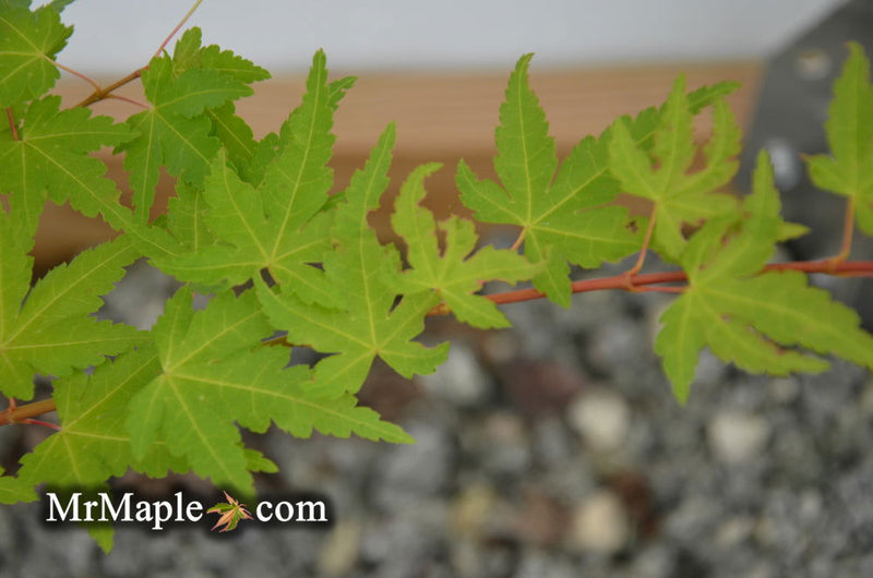 - Acer palmatum 'Akane' Spring Color Japanese Maple - Mr Maple │ Buy Japanese Maple Trees