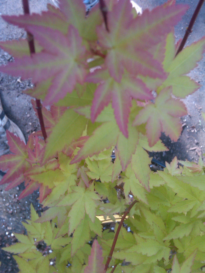 - Acer palmatum 'Akane' Spring Color Japanese Maple - Mr Maple │ Buy Japanese Maple Trees