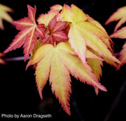 - Acer palmatum 'Akane' Spring Color Japanese Maple - Mr Maple │ Buy Japanese Maple Trees