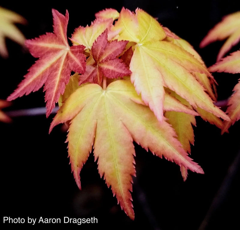 - Acer palmatum 'Akane' Spring Color Japanese Maple - Mr Maple │ Buy Japanese Maple Trees