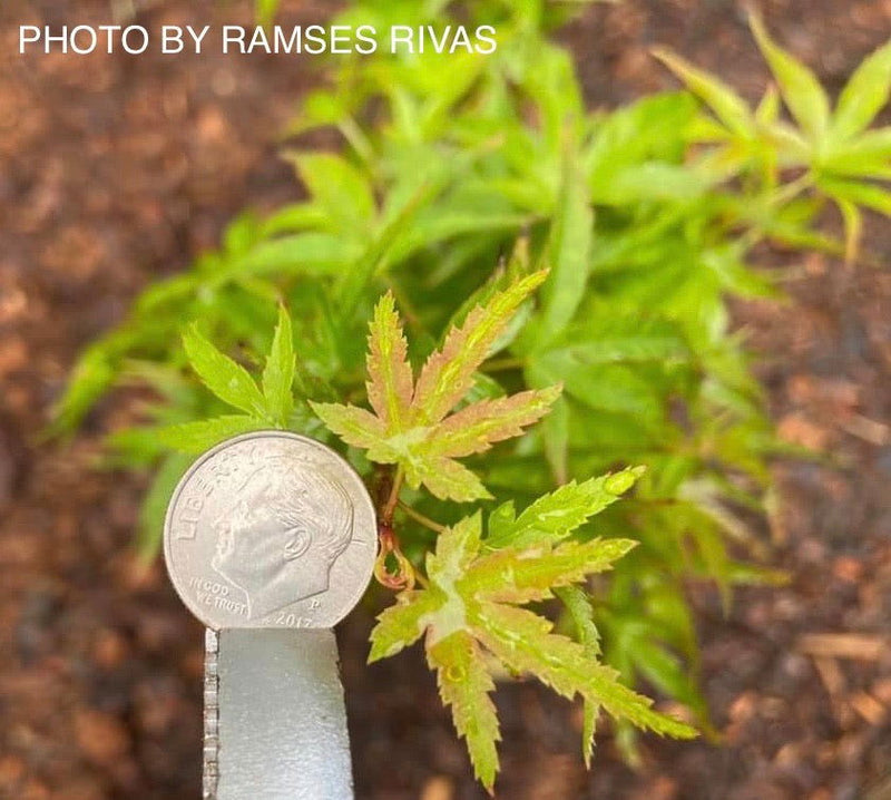- Acer palmatum 'Akita yatsubusa' Dwarf Japanese Maple - Mr Maple │ Buy Japanese Maple Trees