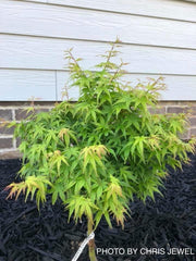 - Acer palmatum 'Akita yatsubusa' Dwarf Japanese Maple - Mr Maple │ Buy Japanese Maple Trees