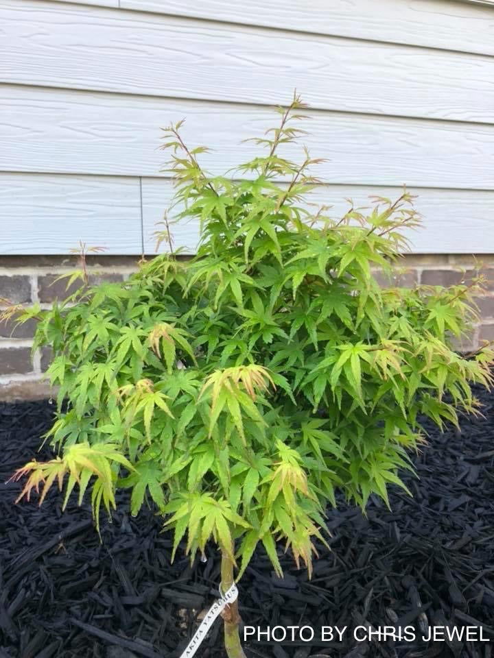 - Acer palmatum 'Akita yatsubusa' Dwarf Japanese Maple - Mr Maple │ Buy Japanese Maple Trees