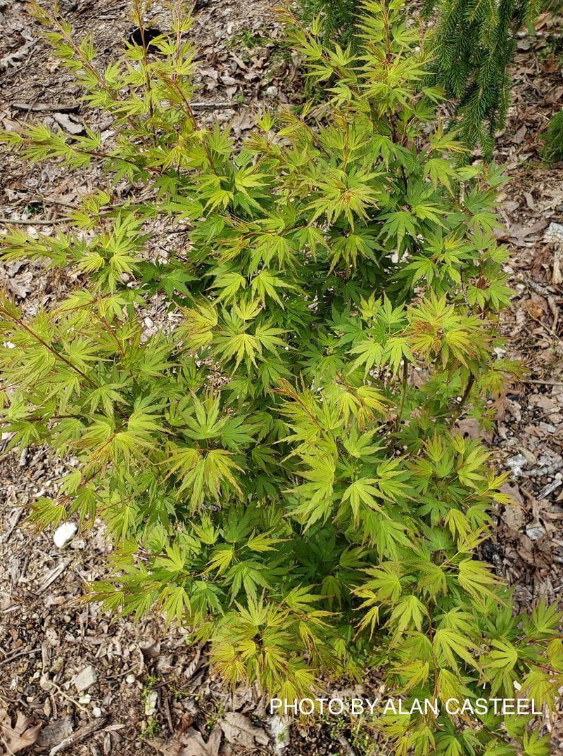 - Acer palmatum 'Akita yatsubusa' Dwarf Japanese Maple - Mr Maple │ Buy Japanese Maple Trees