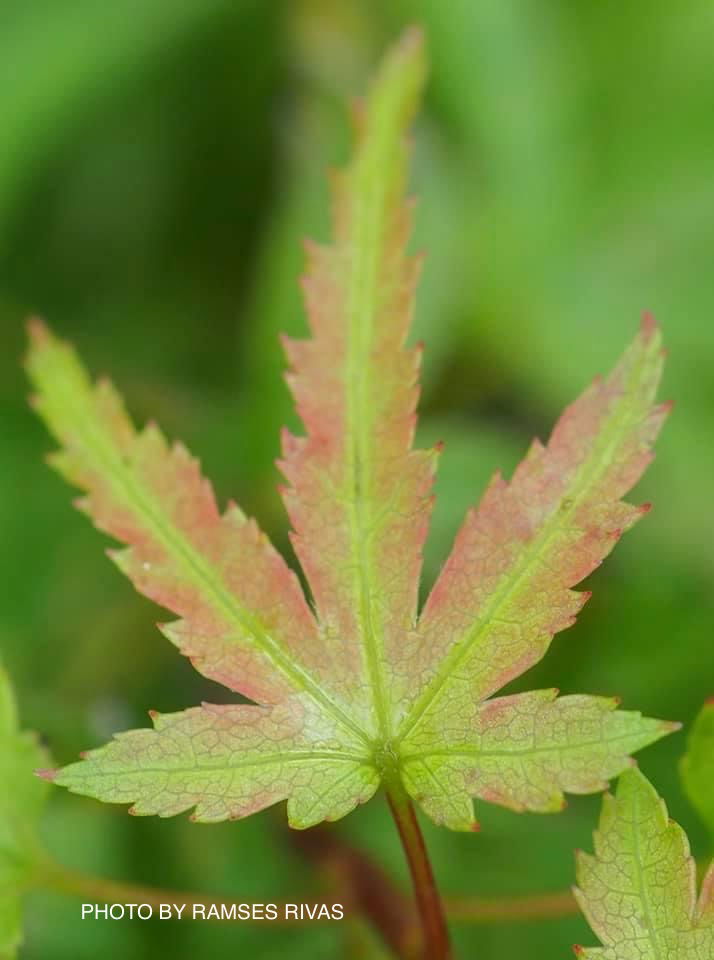 - Acer palmatum 'Akita yatsubusa' Dwarf Japanese Maple - Mr Maple │ Buy Japanese Maple Trees