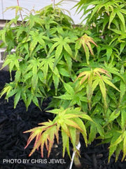 - Acer palmatum 'Akita yatsubusa' Dwarf Japanese Maple - Mr Maple │ Buy Japanese Maple Trees
