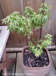 - Acer palmatum 'Akita yatsubusa' Dwarf Japanese Maple - Mr Maple │ Buy Japanese Maple Trees