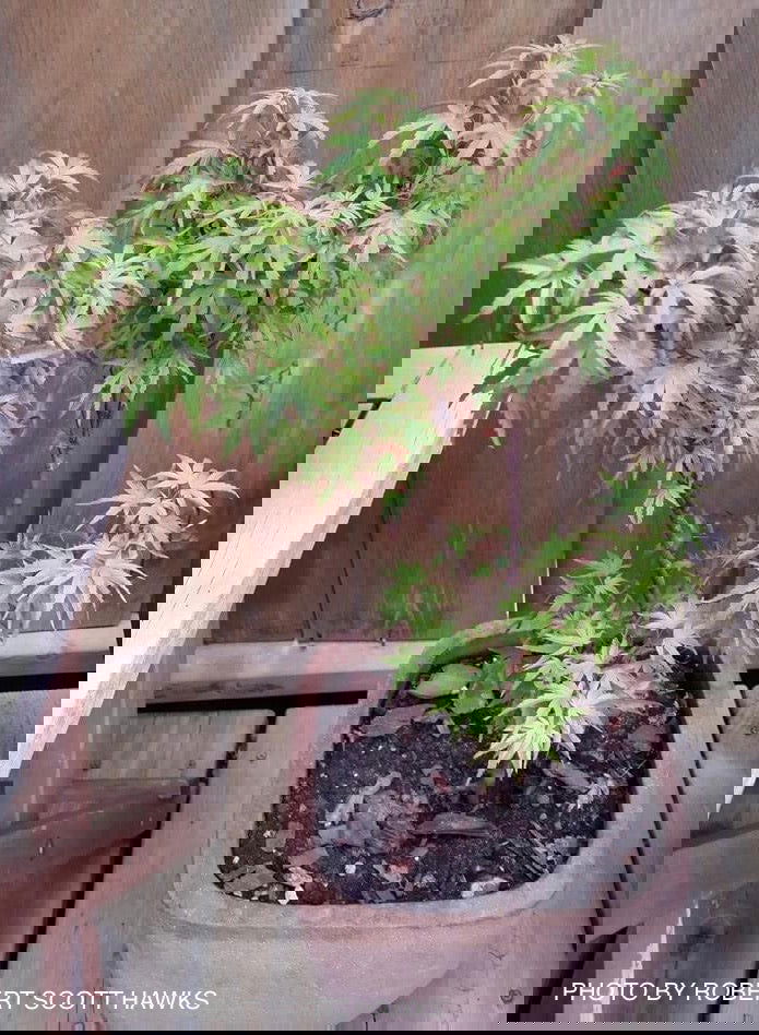 - Acer palmatum 'Akita yatsubusa' Dwarf Japanese Maple - Mr Maple │ Buy Japanese Maple Trees