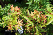 - Acer palmatum 'Akita yatsubusa' Dwarf Japanese Maple - Mr Maple │ Buy Japanese Maple Trees
