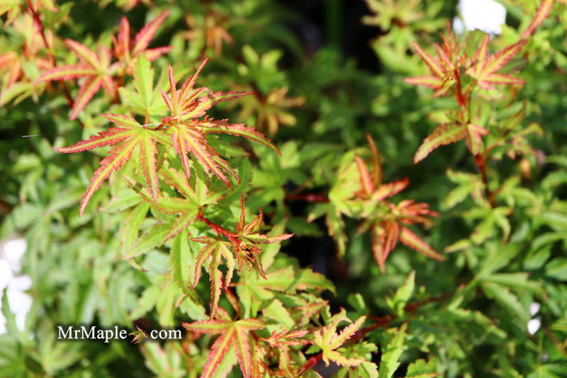 - Acer palmatum 'Akita yatsubusa' Dwarf Japanese Maple - Mr Maple │ Buy Japanese Maple Trees
