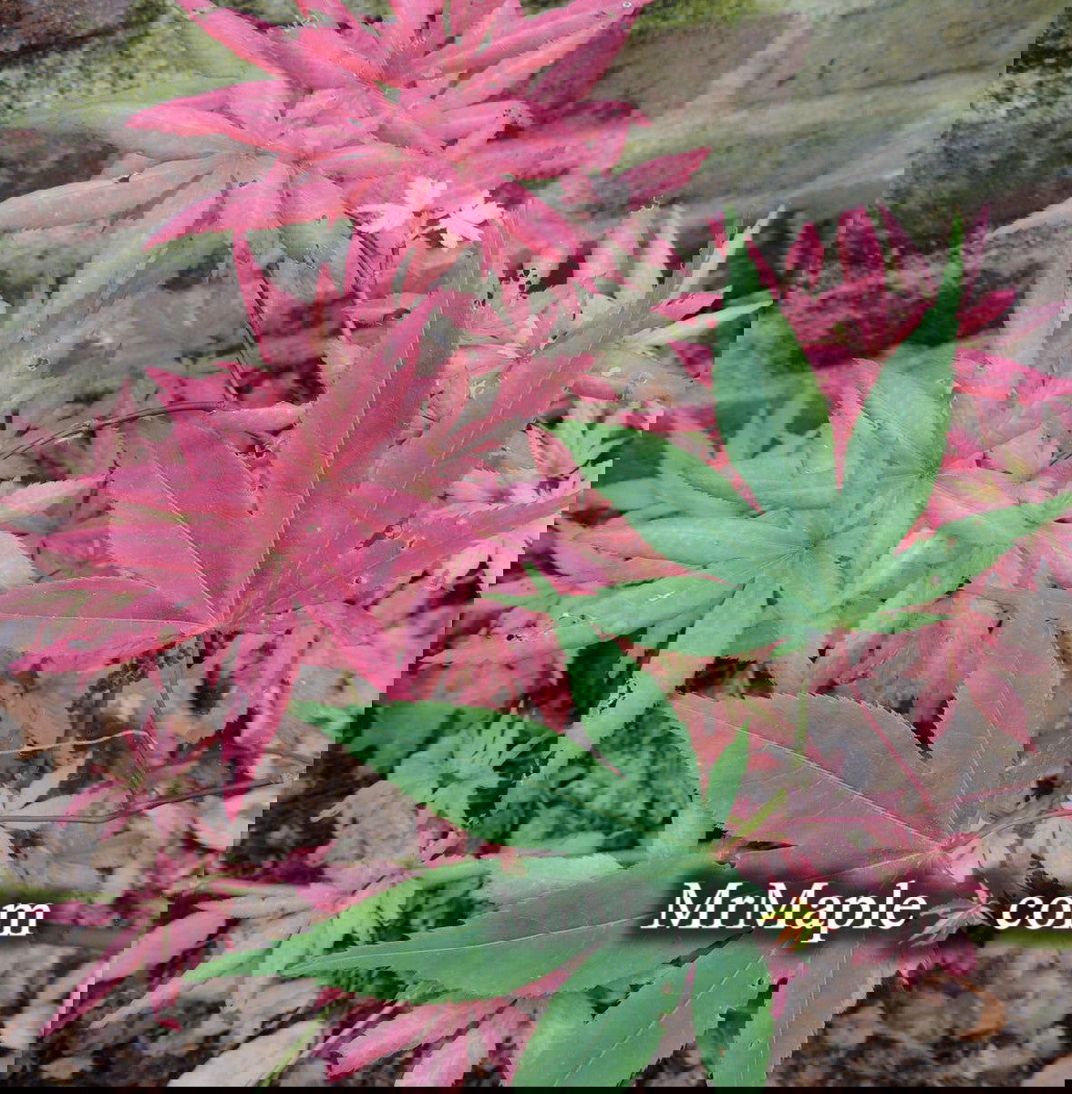 Buy Acer palmatum 'Aksel' Japanese Maple — Mr Maple │ Buy