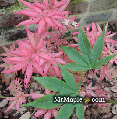 - Acer palmatum 'Aksel' Japanese Maple - Mr Maple │ Buy Japanese Maple Trees