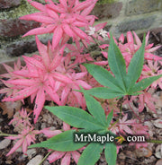 - Acer palmatum 'Aksel' Japanese Maple - Mr Maple │ Buy Japanese Maple Trees