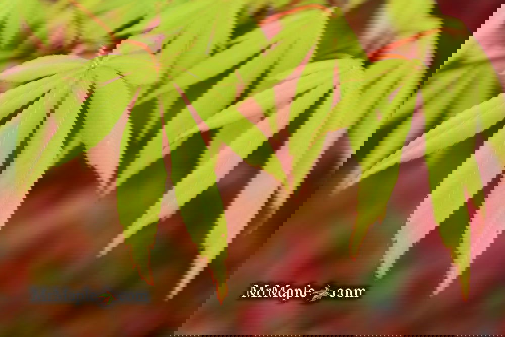 Buy Acer palmatum 'Aksel' Japanese Maple — Mr Maple │ Buy