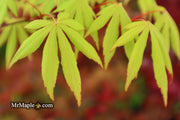 - Acer palmatum 'Aksel' Japanese Maple - Mr Maple │ Buy Japanese Maple Trees