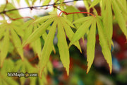 - Acer palmatum 'Aksel' Japanese Maple - Mr Maple │ Buy Japanese Maple Trees