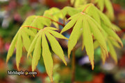 - Acer palmatum 'Aksel' Japanese Maple - Mr Maple │ Buy Japanese Maple Trees