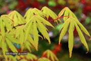 - Acer palmatum 'Aksel' Japanese Maple - Mr Maple │ Buy Japanese Maple Trees