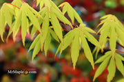 - Acer palmatum 'Aksel' Japanese Maple - Mr Maple │ Buy Japanese Maple Trees