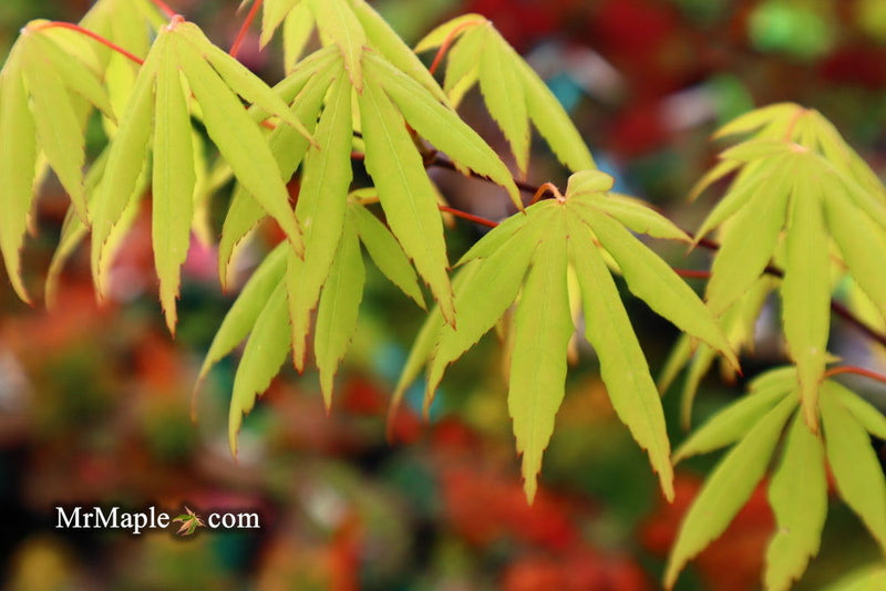 - Acer palmatum 'Aksel' Japanese Maple - Mr Maple │ Buy Japanese Maple Trees