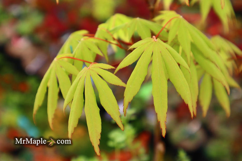 - Acer palmatum 'Aksel' Japanese Maple - Mr Maple │ Buy Japanese Maple Trees