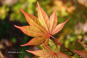 - Acer palmatum 'Aksel' Japanese Maple - Mr Maple │ Buy Japanese Maple Trees