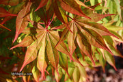 - Acer palmatum 'Aksel' Japanese Maple - Mr Maple │ Buy Japanese Maple Trees