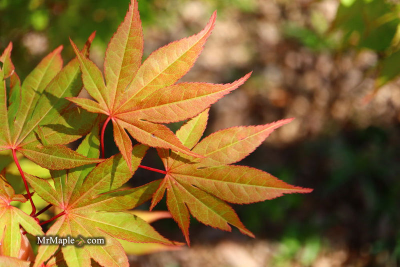 - Acer palmatum 'Aksel' Japanese Maple - Mr Maple │ Buy Japanese Maple Trees