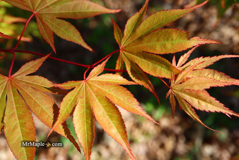 - Acer palmatum 'Aksel' Japanese Maple - Mr Maple │ Buy Japanese Maple Trees