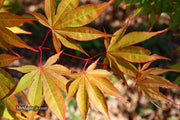 - Acer palmatum 'Aksel' Japanese Maple - Mr Maple │ Buy Japanese Maple Trees