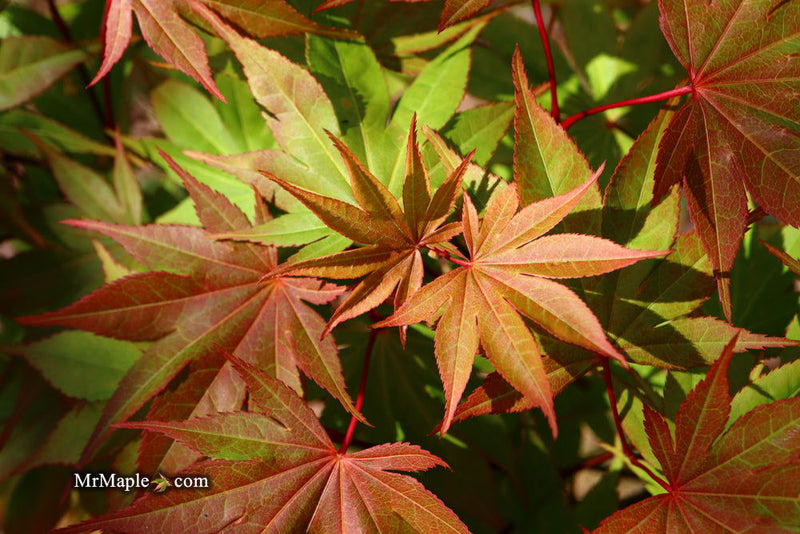 - Acer palmatum 'Aksel' Japanese Maple - Mr Maple │ Buy Japanese Maple Trees