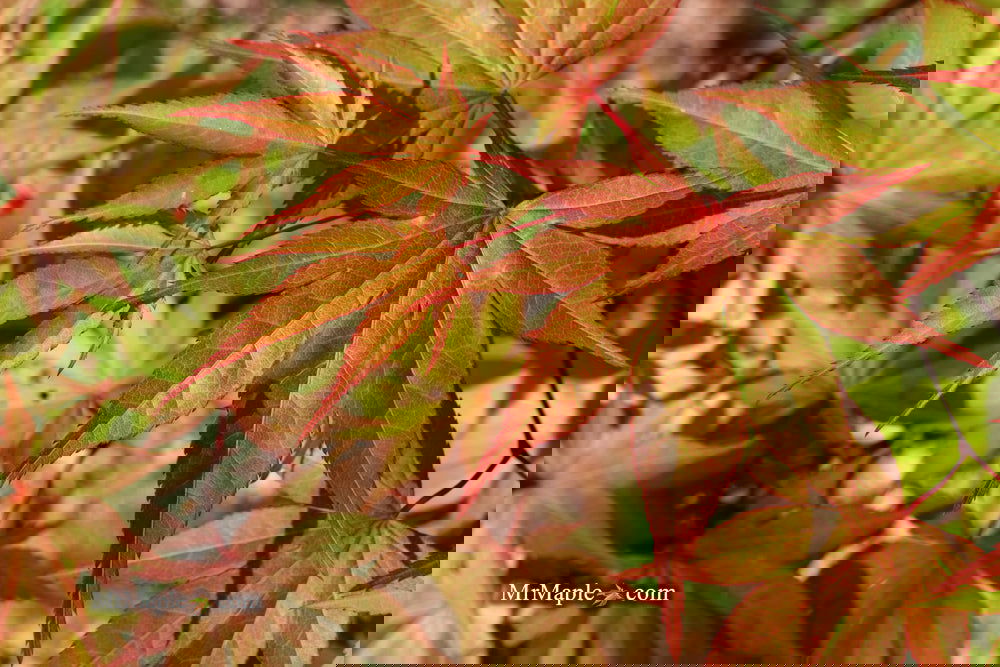 Buy Acer palmatum 'Aksel' Japanese Maple — Mr Maple │ Buy