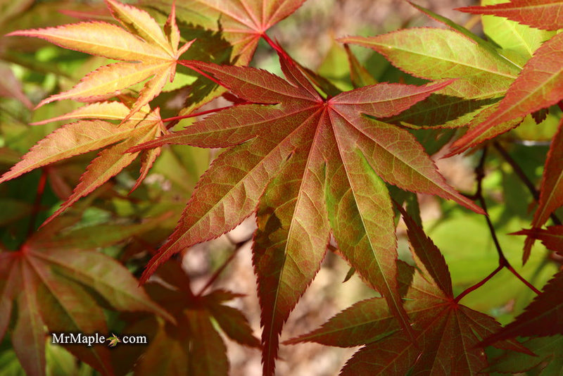 - Acer palmatum 'Aksel' Japanese Maple - Mr Maple │ Buy Japanese Maple Trees