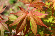 - Acer palmatum 'Aksel' Japanese Maple - Mr Maple │ Buy Japanese Maple Trees