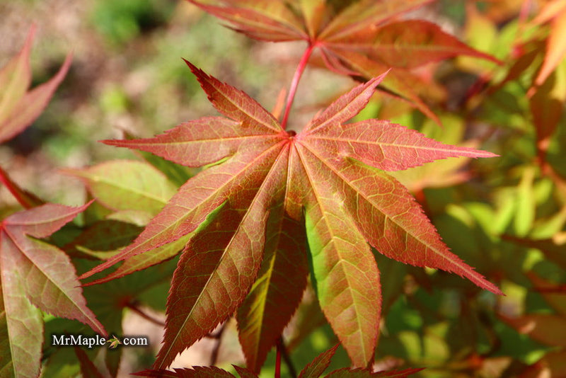 - Acer palmatum 'Aksel' Japanese Maple - Mr Maple │ Buy Japanese Maple Trees