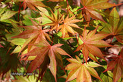 - Acer palmatum 'Aksel' Japanese Maple - Mr Maple │ Buy Japanese Maple Trees