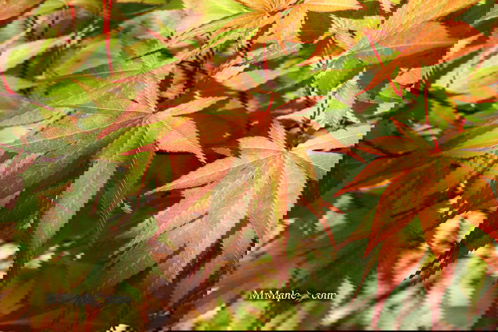 Buy Acer palmatum 'Aksel' Japanese Maple — Mr Maple │ Buy