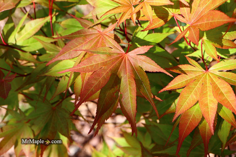- Acer palmatum 'Aksel' Japanese Maple - Mr Maple │ Buy Japanese Maple Trees