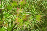 - Acer palmatum 'Alpenweiss' Variegated Japanese Maple - Mr Maple │ Buy Japanese Maple Trees