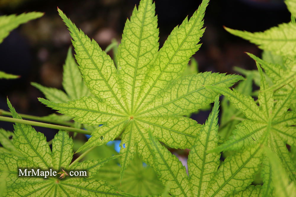 Buy Acer palmatum 'Alpine Silver Thread' Japanese Maple — Mr Maple ...