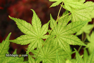- Acer palmatum 'Alpine Silver Thread' Japanese Maple - Mr Maple │ Buy Japanese Maple Trees