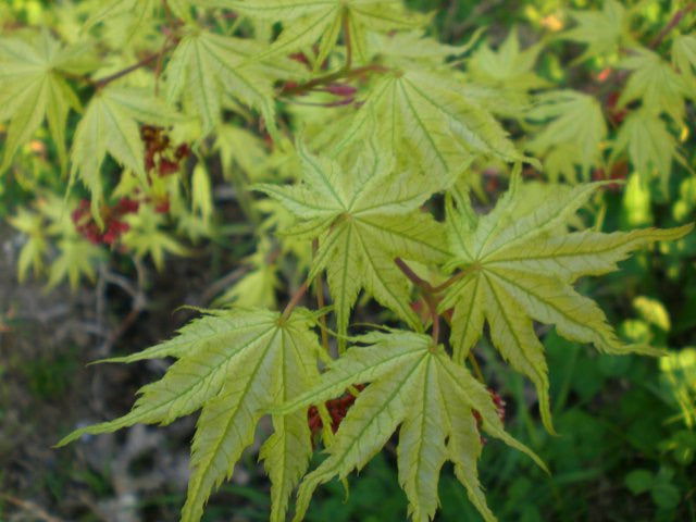 Buy Acer palmatum 'Alpine Silver Thread' Japanese Maple — Mr Maple ...